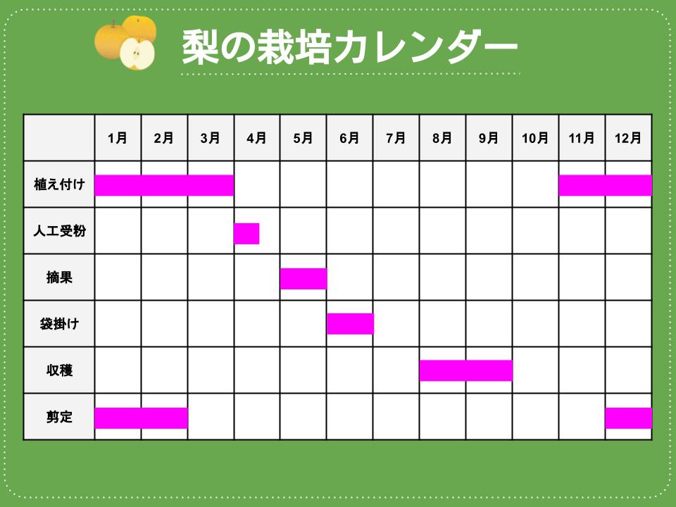 梨の育て方：栽培カレンダー